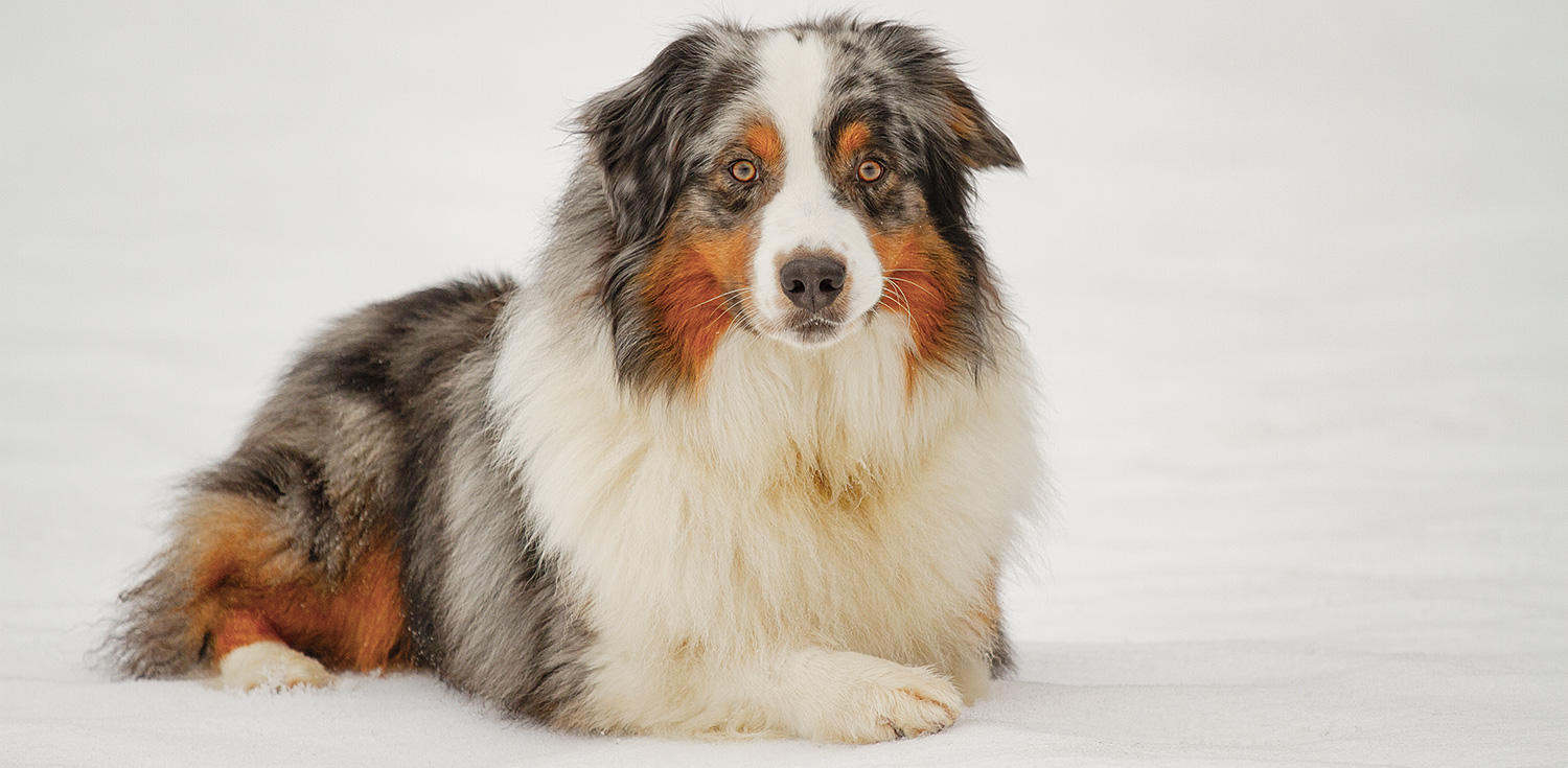 Australian Sheperd Merlin