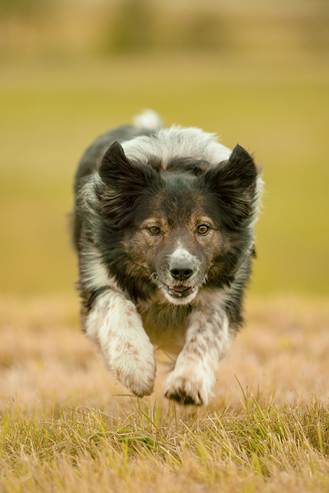 Border Collie
